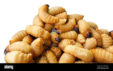 Sago worm hi-res stock photography and images - Alamy