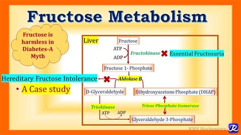 20: Fructose Metabolism & Associated Disorders | Carbohydrates Metabolism | Biochemistry - YouTube