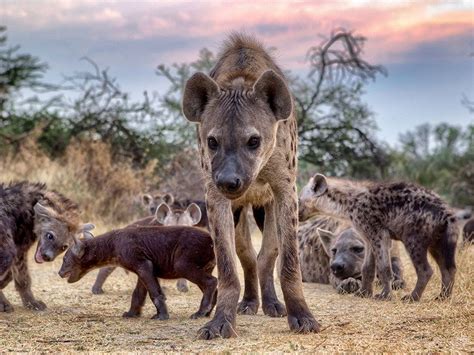 Do Hyenas Really Laugh? | Britannica