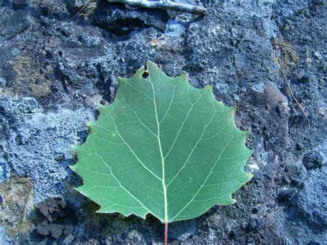 Aspen Tree - 100 Most Common North American Trees