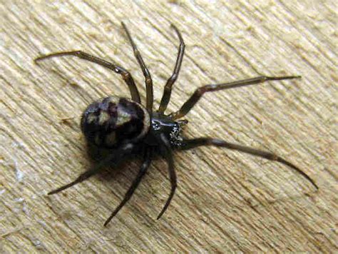 black widow spider predator picture 4 : Biological Science Picture ...