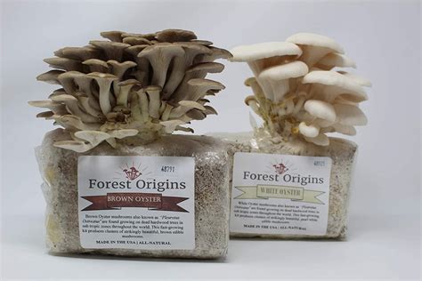 The Best 8 Mushroom Grow Kits to Grow on Your Own - Mushroom Site