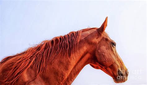 Big Red - Sorrel Horse Photograph by Natural Abstract Photography - Fine Art America