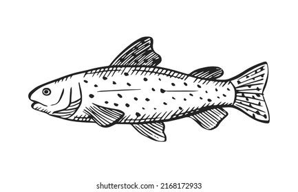 Trout Outline Clip Art