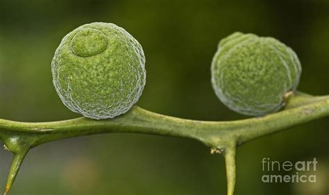 Shapes of Nature Photograph by Dania Reichmuth Florals and Nature