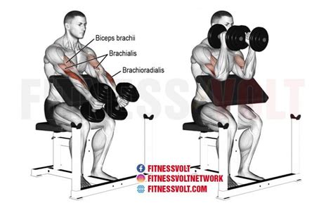 How To Do Dumbbell Hammer Preacher Curl (Brachioradialis, Brachialis, Biceps) – Fitness Volt