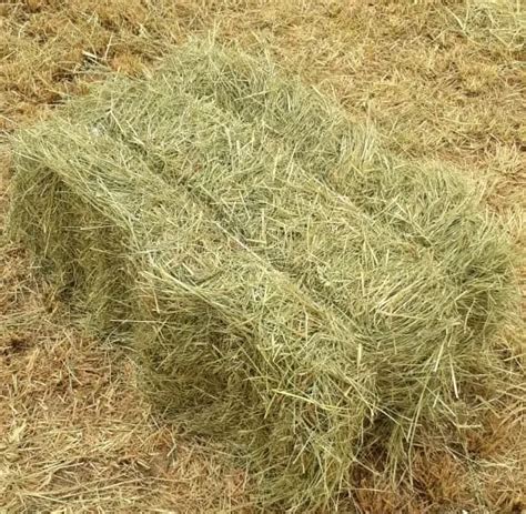 Rhodes Grass Hay - Horses Middle East