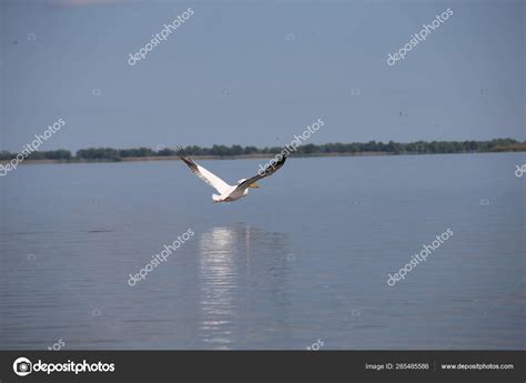 White Pelican Flying Water Stock Photo by ©djtellado 265485586