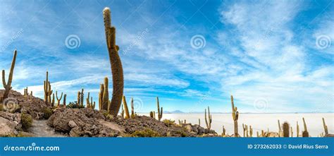 Cactus Island in the Salar De Uyuni in the Bolivian Altiplano Stock Image - Image of south ...