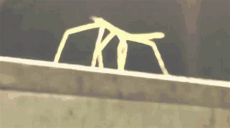 Stick Bug GIF - StickBug - Discover & Share GIFs