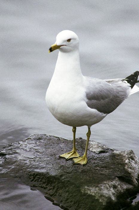 Ring-billed Gull - Larus delawarensis | Wildlife Journal Junior