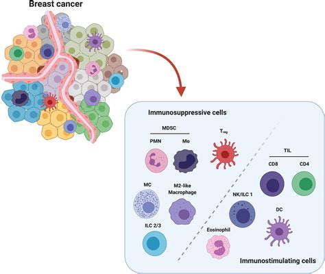 Frontiers | The Crosstalk Between Tumor Cells and the Immune ...