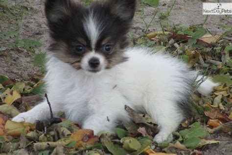 Male Papillon puppy for sale near Delaware and born on 1/1/2018 and priced for $699. Listing ID ...