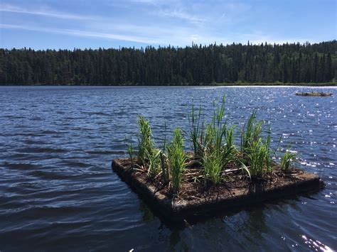 Floating Treatment Wetlands: