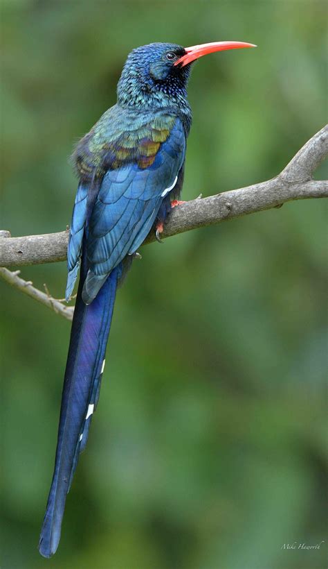 Hoopoes and Wood-Hoopoes | Colorful birds, Most beautiful birds, Birds