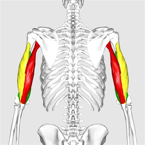 Triceps And Biceps Anatomy