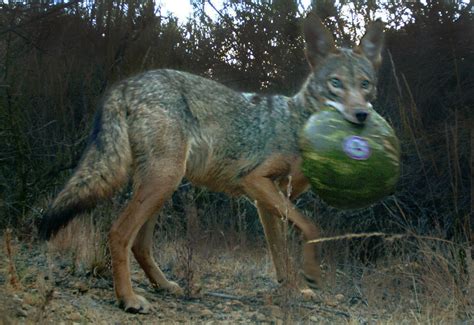Do Coyotes Eat Corn - hunterzonepro