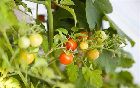 GROWING CHERRY TOMATOES INDOORS – Slick Garden