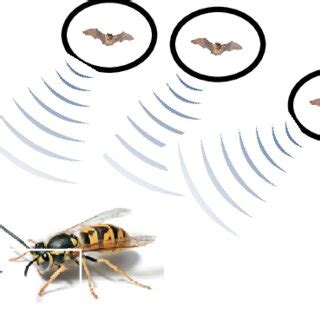 Echolocation mechanism of microbats Based on the behaviors of bats, in ...