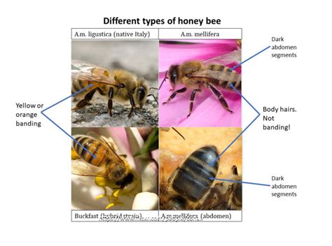 Different types of Honey Bee – The Native Irish Honey Bee Society