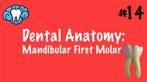 Dental Anatomy | Mandibular First Molar | INBDE - YouTube