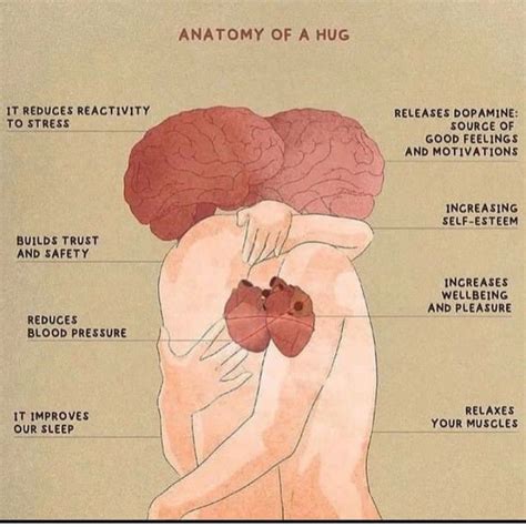 Anatomy of hug | Basic anatomy and physiology, Biology facts, Fun facts about life