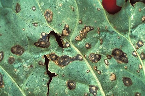 Comparison of Cercospora and Bacterial Leaf Spots on Sugar Beet ...