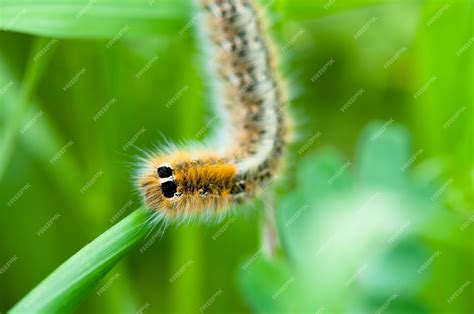 Premium Photo | Yellow hairy caterpillar on green leaf