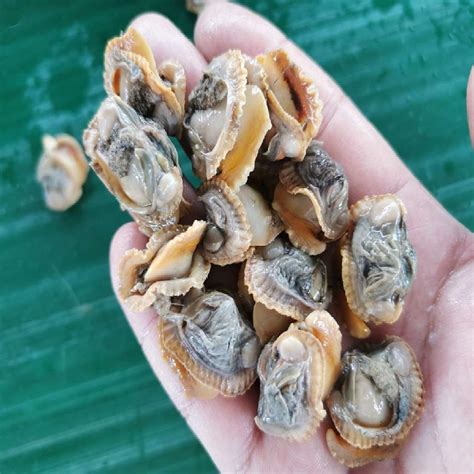 Frozen Cooked Blood Clam Meat,China price supplier - 21food