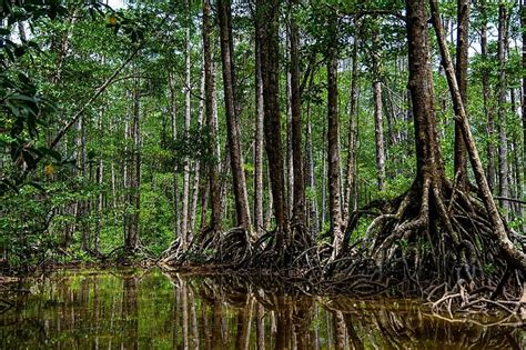 Philippine Forests are Dying — Here's What True Travellers Need To Know