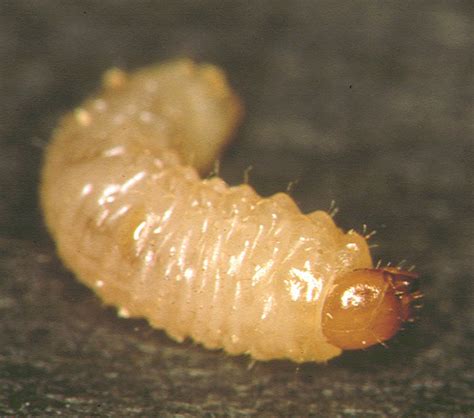 Larvae In Garden Soil | Fasci Garden