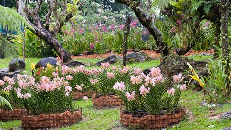 23 Gorgeous Orchid Display Ideas – ZuneTalk Green