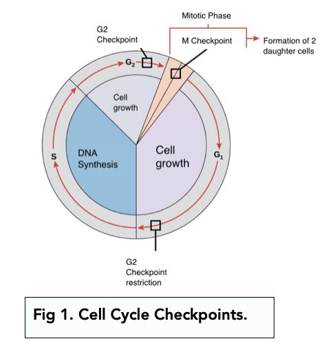 Cell Division: Checkpoints and Mutations (A-level Biology) - Study Mind