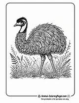 13 Emu Coloring Pages  Free Printable sketch template