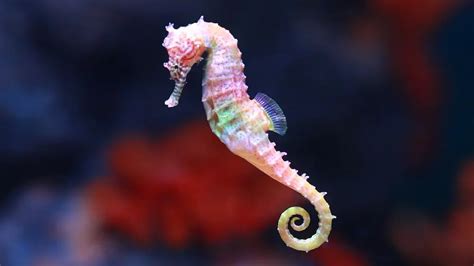 199+ Seahorse Names (Cute, Good & Famous Ideas)