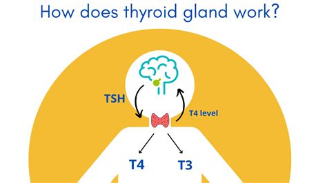 Precise Bioidentical Thyroid Hormone Replacement Therapy