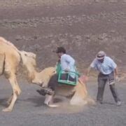 Camel abuse controversy