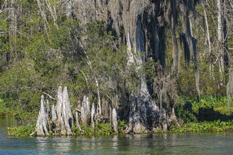 Wakulla Springs - Florida State Park | David Hubler Photography