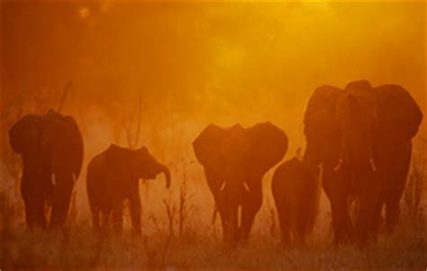 Worldwide Photography Workshops and Safaris