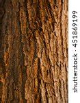 Tree Bark Texture 3 Free Stock Photo - Public Domain Pictures