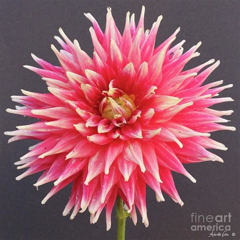 Pompon Dahlia Photograph by Antoinette Veltri - Fine Art America