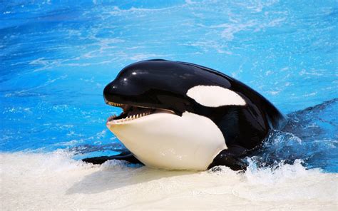 Baby Orca Wallpapers - Top Free Baby Orca Backgrounds - WallpaperAccess