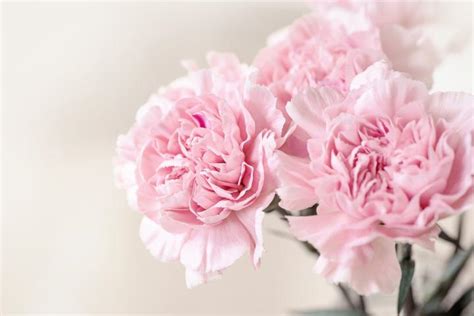 Flower Meanings: The Language of Flowers | Almanac.com