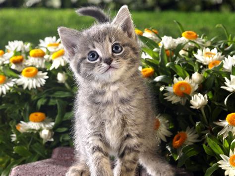 animals, Kittens, Cat, Flowers Wallpapers HD / Desktop and Mobile ...