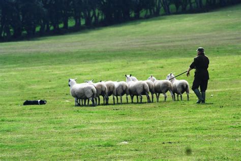 Sheep dog trials take place throughout the summer months in Scotland.