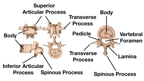 Cervical Thoracic And Lumbar Vertebrae