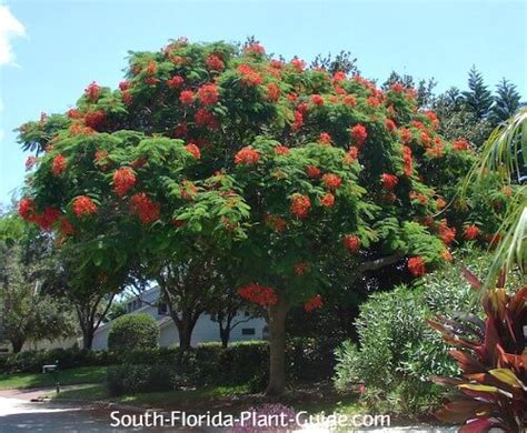 Large Flowering Trees