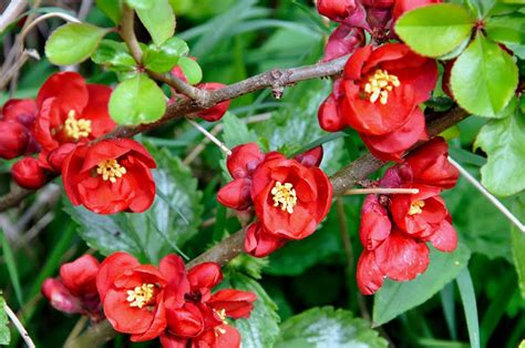 Membrillero Japones-Chaenomeles Japonica – Para Mi Jardín