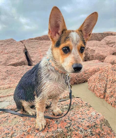 Cowboy Corgi: Info, Appearance, Pictures, Traits & Facts