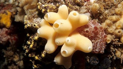 Calcareous sponge - Wikipedia, the free encyclopedia | Animalia, Kingdom animalia, Filter feeder